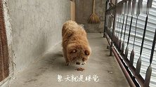 500块钱买的松狮犬，就知道睡觉，让它下个楼可真费劲，很无奈