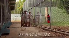 两只老虎5天没吃饭为争食打架，小鹿幸运逃生，镜头记录全过程