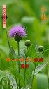 鲜大蓟（马刺草）都有那些功效 #全民学中药  #中医  #中药