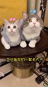 2021希望土豆陪着妹妹健健康康长大哟～萌宠出道计划