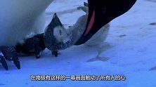 可怜天下父母心！小企鹅被冻死，企鹅父母的举动使人掉下了眼泪！