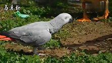 鹦鹉和鸭子散养，这场景还挺和谐的，竟然没有打架？