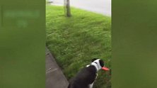 搞笑宠物猫咪上线，看这小奶猫的模样，真是可爱极了呢！