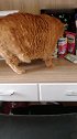 猫：我来看看这里有没小鱼干！