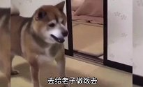 当狗子饿急眼，解锁要饭新技能！