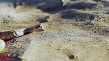 狡猾的响尾蛇藏在沙子里，却露出尾巴当诱饵，蜥蜴中计被捕