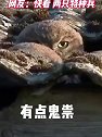 这犀利的小眼神儿 网友：快看！两只特种兵