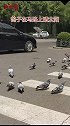 山西太原五一广场，成群的鸽子在马路上悠闲散步，大家避让的同时也要注意安全太原五一广场