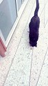厉害啦我的猫咪