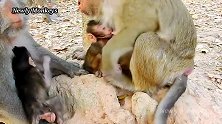 母猴对自己的猴子温柔体贴，对其他小猴及极凶残！
