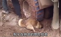 就怕猪一样的队友，帮不了忙净添乱！#我的搞笑日记#