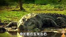鳄鱼，平时慢吞吞的，可看它捕猎，再看它打起架来，凶狠，勇猛