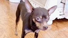 鹿犬的零用钱没了跟主人告状，瞧它的反应太可爱了，看完忍住别笑