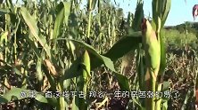 农场主发现玉米地被毁，发现真相之后，农场主直呼：发财了