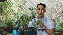 一颗长寿花开出6种花色，是怎么做到的？看完又学会一招