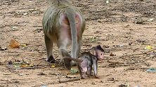 小肥猴很幸福，走没两下，就让猴妈背着走了！