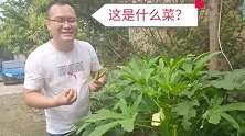 奶奶家种了一种菜从来没见过，原来这种菜就是秋葵，长见识了