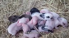干草堆里发现一窝幼崽，本以为是小狗，结果越长大越不对劲