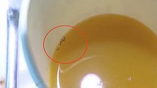 海南海口：饮料内喝出一窝蚂蚁！检查制作台竟出现这样一幕