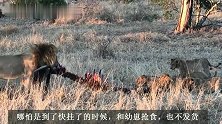 伯明翰雄狮联盟：老大伤病严重时仍照顾幼崽，再也回不到巅峰时刻
