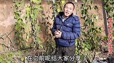 学军教你无花果高产秘籍，只需根部剪一刀，来年果子又多又大