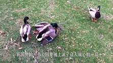 鸭妈妈被野鸭疯狂攻击，小鸭子无助地等着鸭妈妈，看得我想冲进去