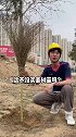 正常人植树vs熊登辉植树（离谱版）熊登辉的大学生活