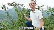 会制“氧”的绿植，枝头红芽，叶似瓜子，一起了解下！