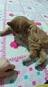 猫：主人你干啥呢，是想陪我玩儿么！