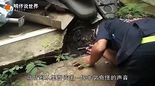 男子翻修房子时，挖出一条大蟒蛇，吐出来的东西使人不淡定