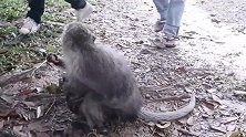 猴子哭什么？它成为猴群中最爱哭的猴子！