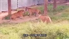 动物：狮虎混战，一狮一虎合力围攻一只雄虎，这是什么情况？