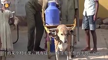 8岁狗狗拉车6年，每天帮主人送50斤牛奶，任劳任怨风雨无阻