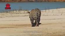 猫科家族中的美洲豹，战斗力不逊色于老虎，还可以轻松捕食鳄鱼