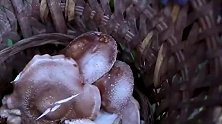 李子柒做鸡枞菌，网友：只有中国四川才出产这种食材，真羡慕！