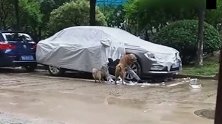车子：不要撕我的衣服，你们这群坏狗狗