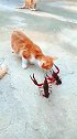 小龙虾和小猫咪开战，你猜谁会赢，两只小虾毫不示弱