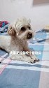 球哥啊我和你闹着玩你下死手啊！以后可不敢和你开玩笑了狗狗 宠物 家有萌宠 宠物成精啦