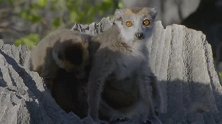 冠美狐猴有着特殊的本领，能在锋利的岩石上行走自如！