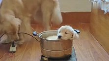 主人把小奶狗放在锅里还插上电，狗妈妈的反应太聪明了