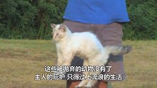 流浪猫的头卡在玻璃罐中，热心网友伸出援手，让小猫重获自由