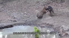 两只老虎捕食一头黑熊，黑熊：你们俩一起上吧，我赶时间！