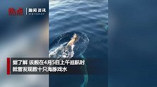 三亚海警巡逻偶遇上百只海豚 豚群腾空戏水场面壮观