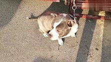 胖乎乎的美国恶霸犬来到了狗市，这丑萌的模样挺可爱