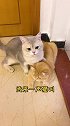 小仓鼠竟然发出猫叫？！我家猫高兴坏了！猫 萌宠 剧情 剧情反转 剧情梗 动物故事 仓鼠