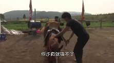 这马的排面真大，掉进泥潭里请消防人员来救，起重机都用上了