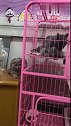 猫：你个没良心的，不是说只爱我么！
