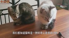 猫咪看到唱片机好奇站上去，接下来你们别笑，镜头拍下搞笑画面