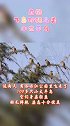 小太平鸟，这次来了100多只！