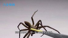 捕蝇草vs大蜘蛛，究竟谁能笑到最后？下一秒太刺激!